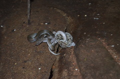 Boaedon fuliginosus