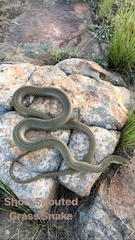 Psammophis brevirostris