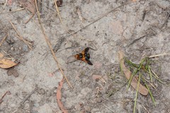 Microtropesa sinuata