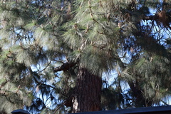 Pinus jeffreyi
