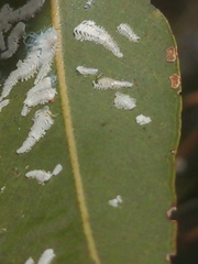 Eucalyptolyma