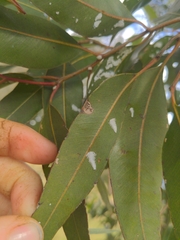 Eucalyptolyma