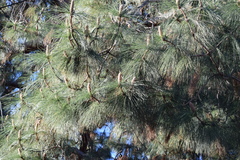Pinus jeffreyi
