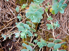 Sedum obcordatum