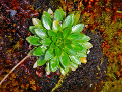 Draba jorullensis