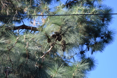 Pinus jeffreyi