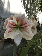 Hippeastrum