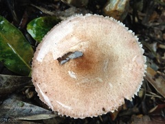 Agaricus austrovinaceus