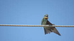 Merops persicus