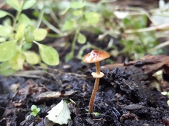 Pholiotina gracilenta