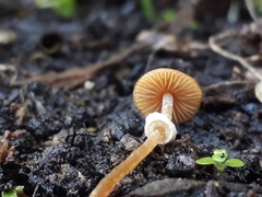 Pholiotina gracilenta