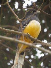 Trogon citreolus