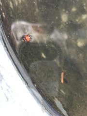 Hippodamia convergens