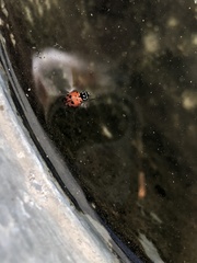 Hippodamia convergens