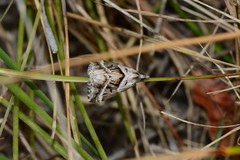 Dichromodes stilbiata