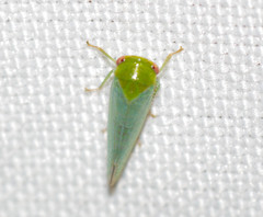 Selenomorphini
