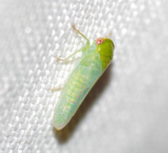 Selenomorphini
