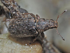 Sitona cylindricollis