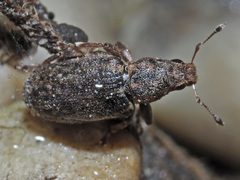 Sitona cylindricollis