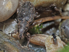 Sitona cylindricollis