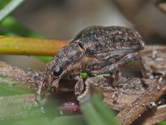 Sitona cylindricollis