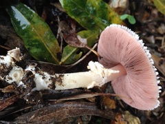 Agaricus austrovinaceus