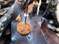 Pholiotina gracilenta