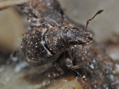 Sitona cylindricollis