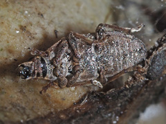 Sitona cylindricollis