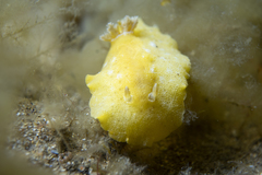Sclerodoris tarka