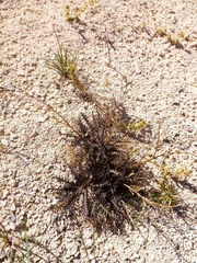 Lepidium solandri