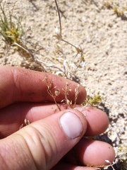 Lepidium solandri