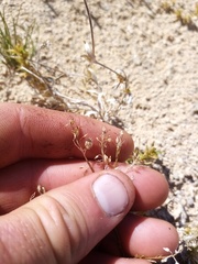 Lepidium solandri