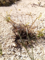 Lepidium solandri