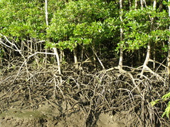 Rhizophora apiculata