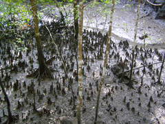 Rhizophora apiculata