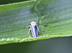 Ishidaella albomarginata