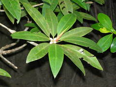 Rhizophora apiculata