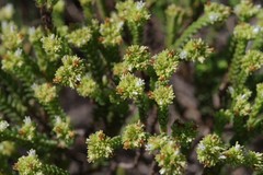 Crassula ericoides ericoides