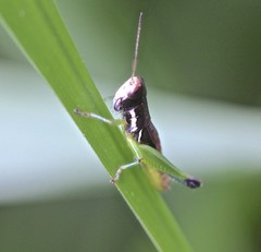 Methiolopsis geniculata