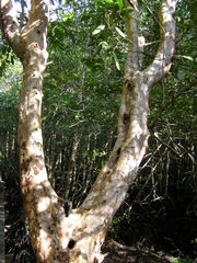 Xylocarpus granatum
