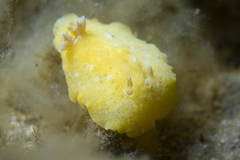 Sclerodoris tarka