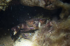 Nectocarcinus