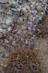 Limonium heraionense