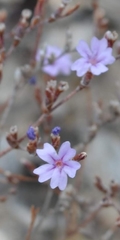 Limonium heraionense