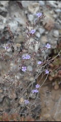 Limonium heraionense