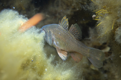 Vincentia conspersa