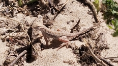 Holbrookia propinqua