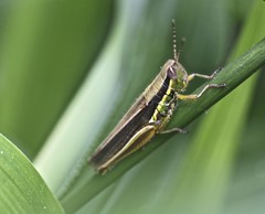 Bermius odontocercus