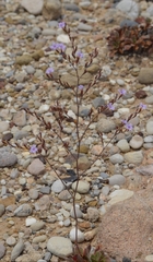 Limonium heraionense